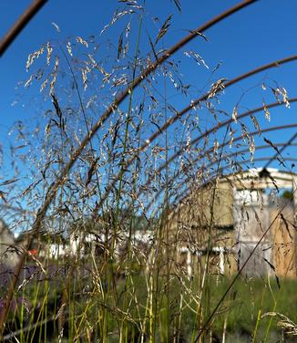 Deschampsia cespitosa - Tufted Hairgrass from Pleasant Run Nursery