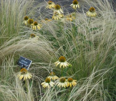 Nassella tenuissima (aka Stipa) at Scott Arboretum