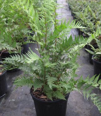 Athyrium filix-femina