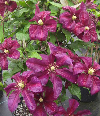 Clematis Niobe