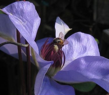 Clematis 'Ramona'