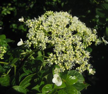 Hydrangea anomala subsp. petiolaris