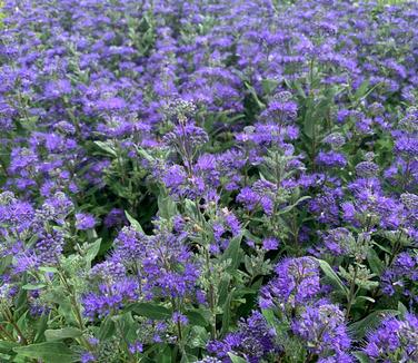 Caryopteris x clandonensis 'Dark Knight' - Bluebeard