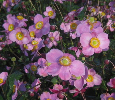 Anemone x 'September Charm'