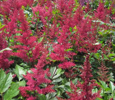 Astilbe x arendsii Red Sentinel - Hybrid Astilbe