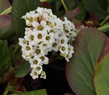 Bergenia x Bressingham White