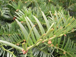 Cephalotaxus harringtonia Prostrata (Scott Arborteum)