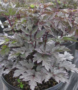 Actaea simplex 'Brunette'