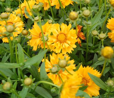 Coreopsis x 'Jethro Tull'
