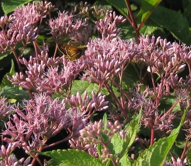 Eupatorium maculatum 'Gateway' - Spotted Joe Pye Weed 