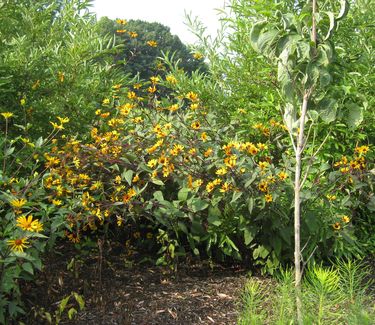 Heliopsis helianthoides Summer Nights - False Sunflower