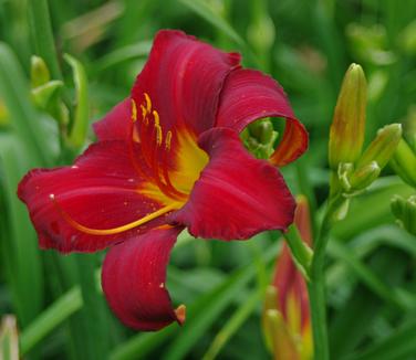 Hemerocallis 'Chicago Apache' - Daylily