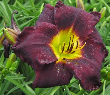 Hemerocallis Jungle Beauty - Daylily