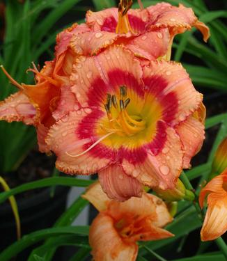 Hemerocallis 'Strawberry Candy' - Daylily 