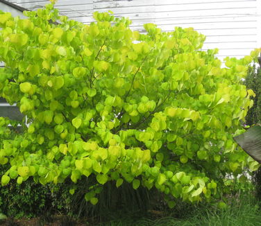 Cercis canadensis Hearts of Gold