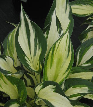 Hosta Fire and Ice