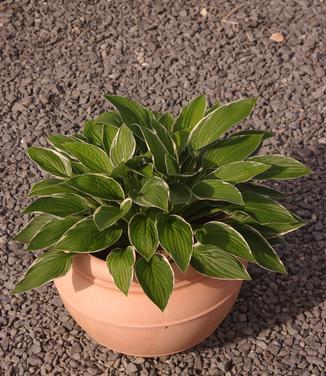 Hosta 'Francee'