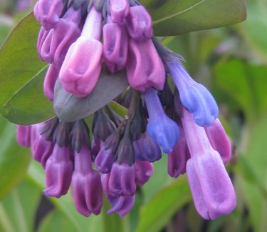 Mertensia virginica - Virginia Bluebells