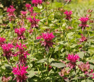 Monarda didyma Raspberry Wine (@ Northcreek)