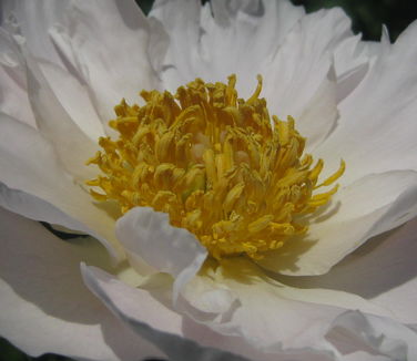 Paeonia Krinkled White