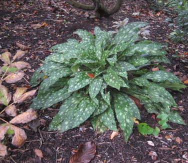 Pulmonaria x Raspberry Splash - Lungwort