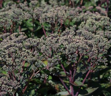 Sedum x Matrona - Showy Stonecrop