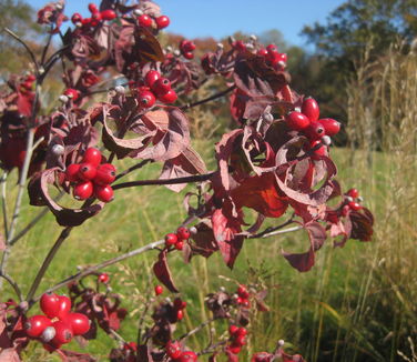 Cornus florida Cherokee Chief -Fruit