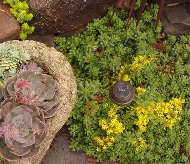 Sedum kamtschaticum