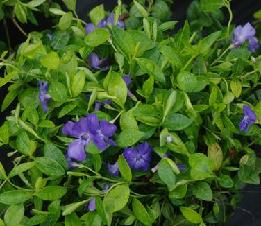 Vinca minor Bowles Variety