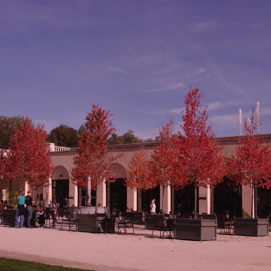 Acer rubrum 'Red Sunset' - Red Maple from Pleasant Run Nursery