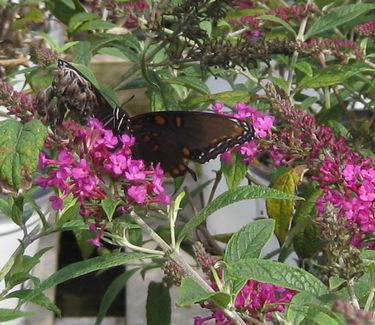 Buddleia davidii Miss Ruby