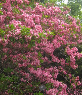 Kalmia latifolia Elf (Tower Hill)