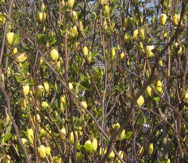 Magnolia x Yellow Bird