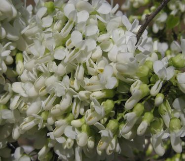 Cercis chinensis Alba - White Chinese Redbud