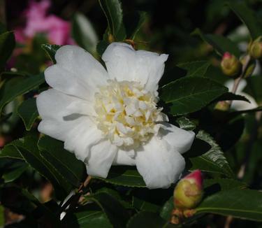 Camellia x Winter's Snowman