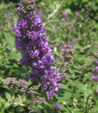 Buddleia x Lo & Behold 'Blue Chip'