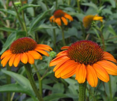 Echinacea x Tiki Torch