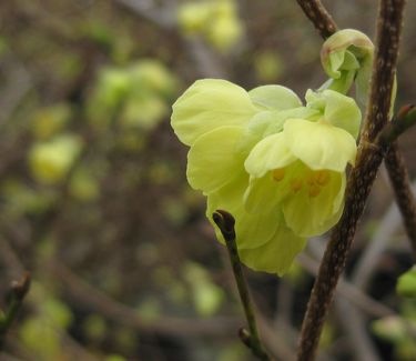 Corylopsis pauciflora - Buttercup Winterhazel