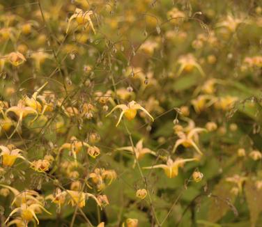 Epimedium x 'Amber Queen' - Barrenwort from Pleasant Run Nursery