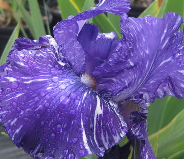Iris germanica Batik
