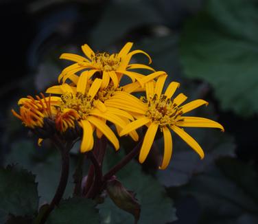 Ligularia dentata 'Britt-Marie Crawford' - Bigleaf Goldenray