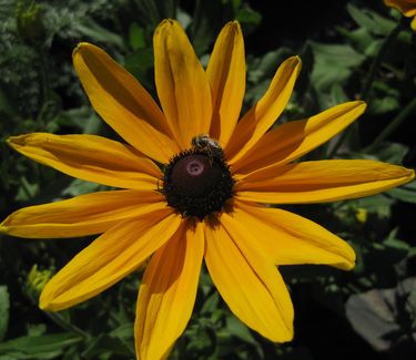 Rudbeckia hirta Indian Summer