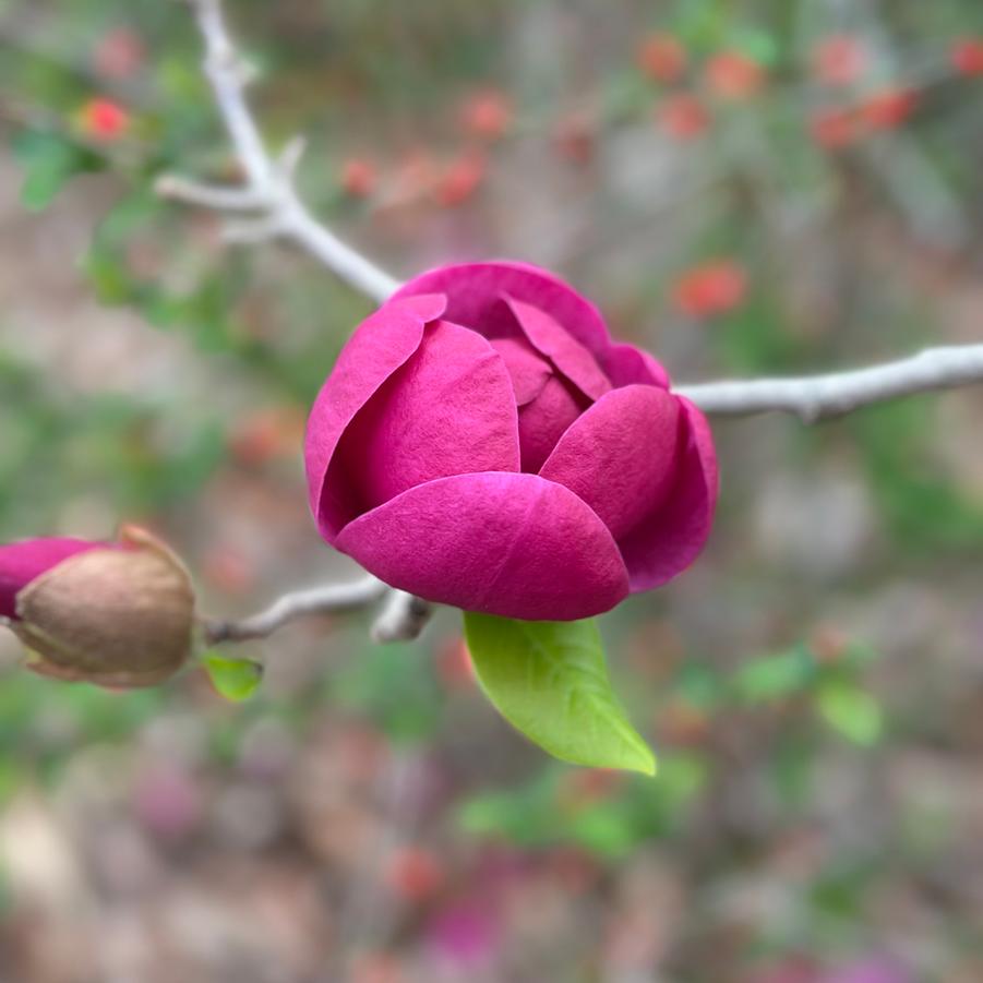 Magnolia x Black Tulip™ - Magnolia from Pleasant Run Nursery