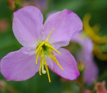 Rhexia virginica - Meadow Beauty