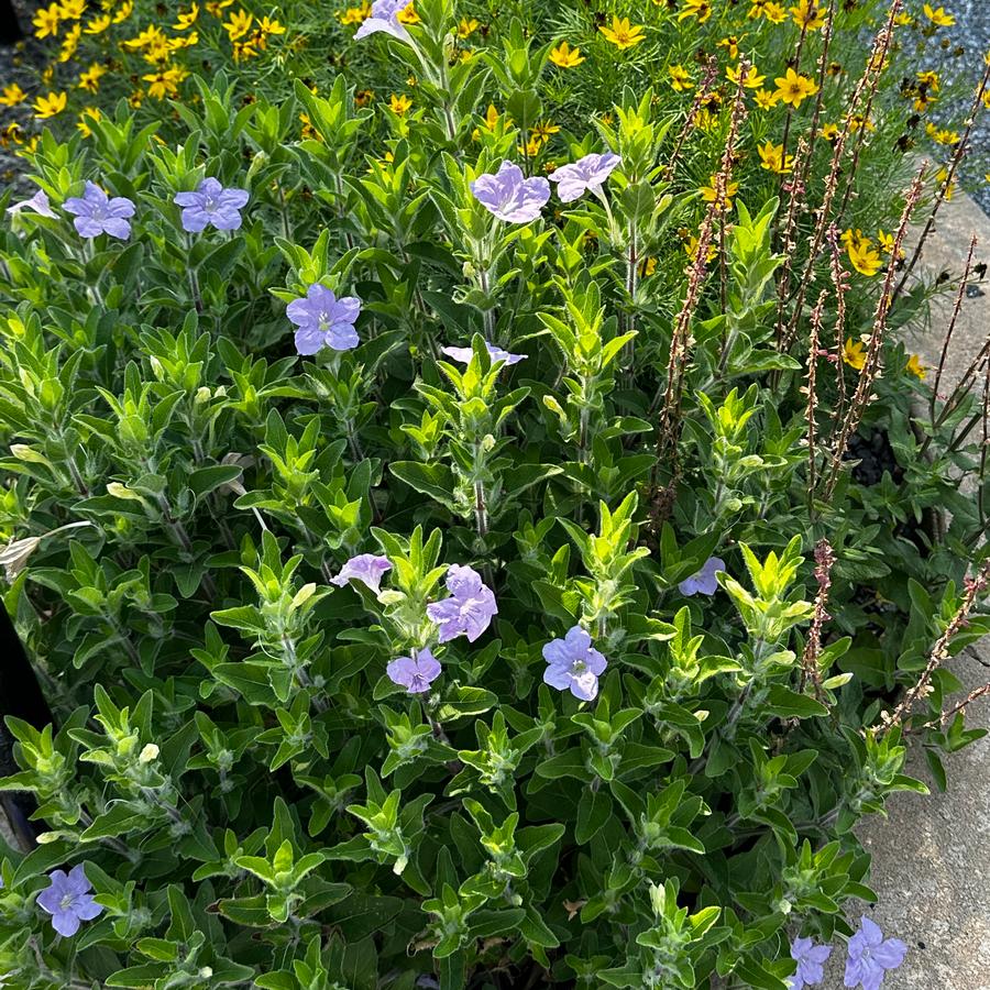 Ruellia humilis - Wild Petunia from Pleasant Run Nursery