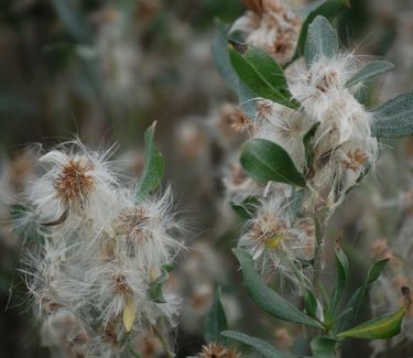 Baccharis halimifolia (winter)