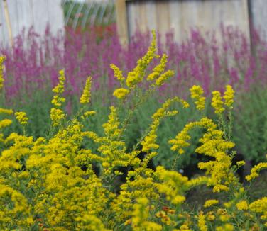 Solidago shortii Solar Cascade