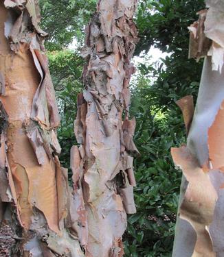 Betula nigra Dura-Heat (@ Hawksridge)