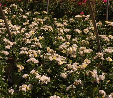 Rosa Popcorn Drift