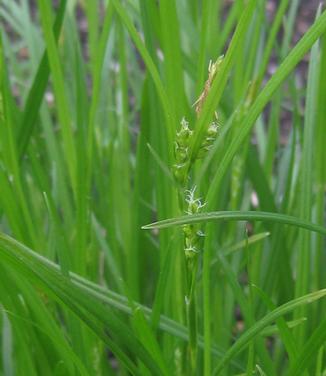 Carex amphiloba - Eastern Narrowleaf Sedge